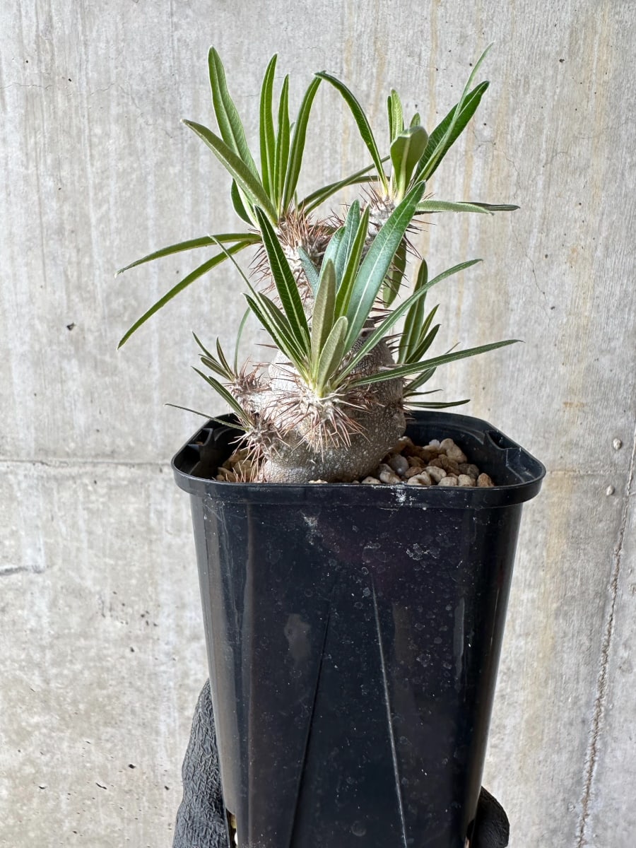 【現品限り】パキポディウム・グラキリス【E108】 Pachypodium gracilius