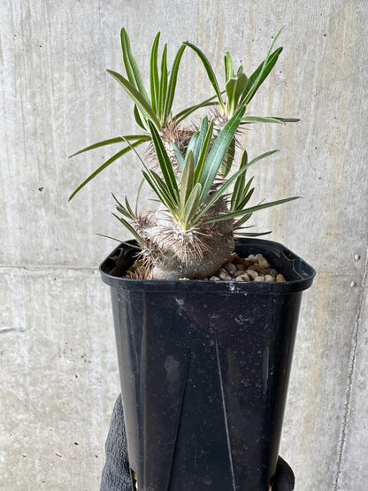 【現品限り】パキポディウム・グラキリス【E108】 Pachypodium gracilius
