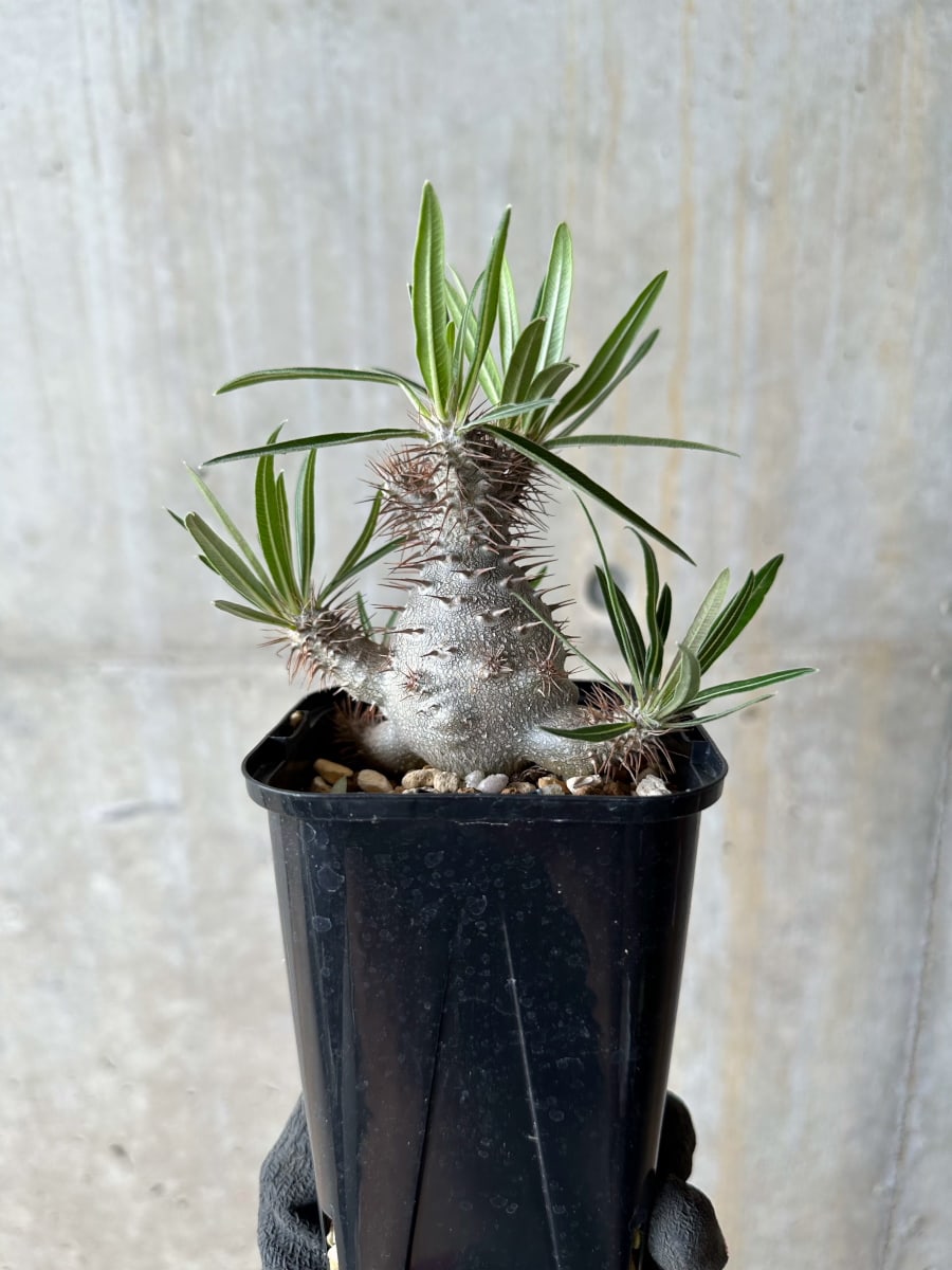 【現品限り】パキポディウム・グラキリス【E108】 Pachypodium gracilius