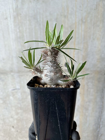 【現品限り】パキポディウム・グラキリス【E108】 Pachypodium gracilius