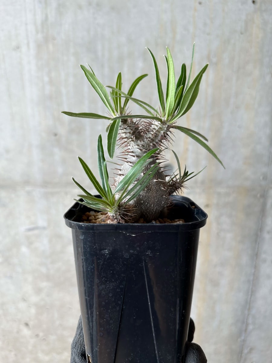 【現品限り】パキポディウム・グラキリス【E108】 Pachypodium gracilius