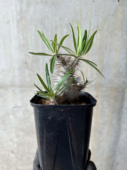 【現品限り】パキポディウム・グラキリス【E108】 Pachypodium gracilius