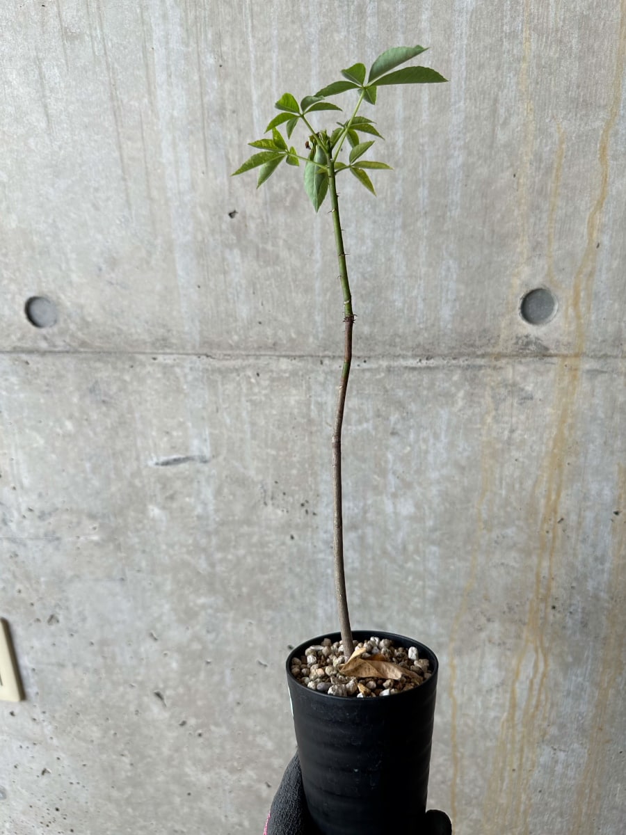 【現品限り】Chorisia insignis【E10】 Chorisia insignis