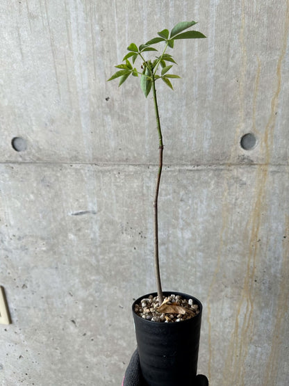 【現品限り】Chorisia insignis【E10】 Chorisia insignis