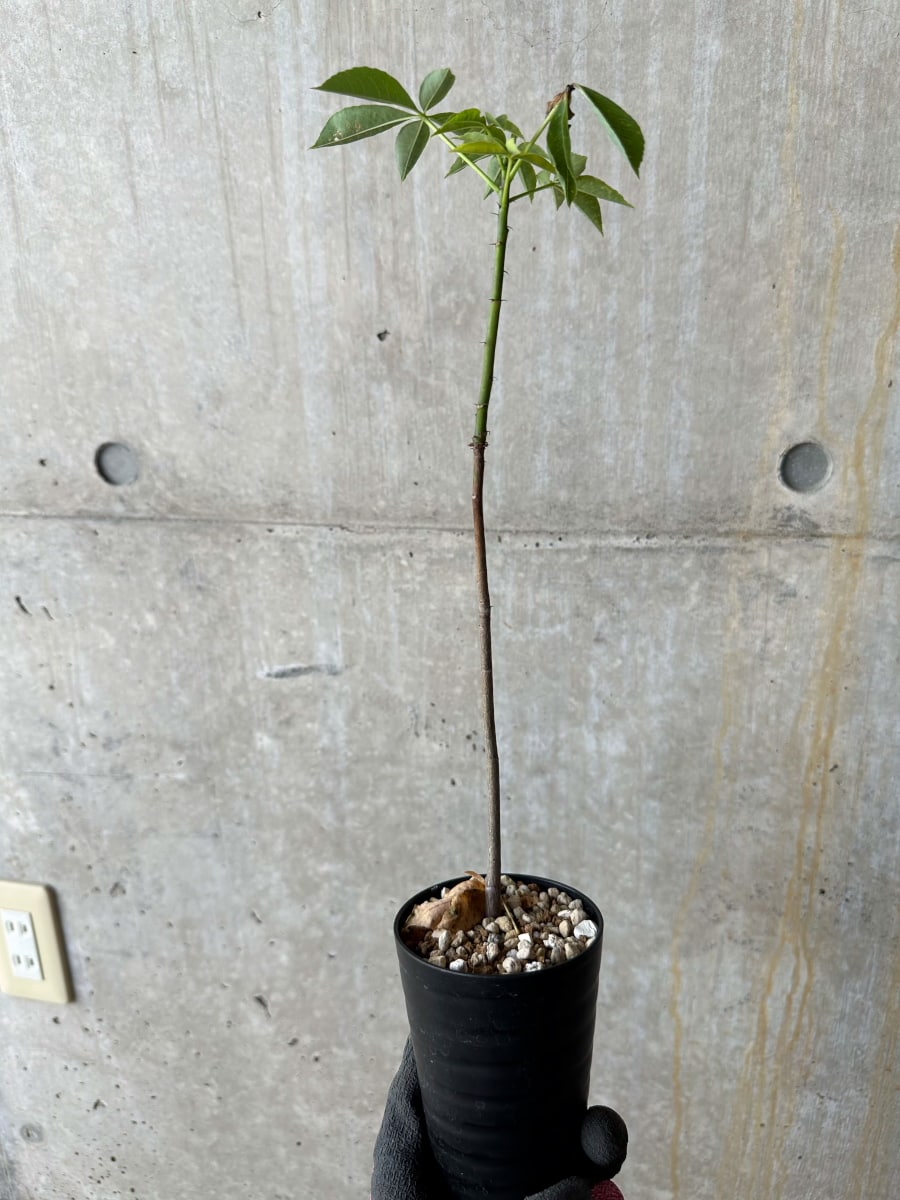 【現品限り】Chorisia insignis【E10】 Chorisia insignis