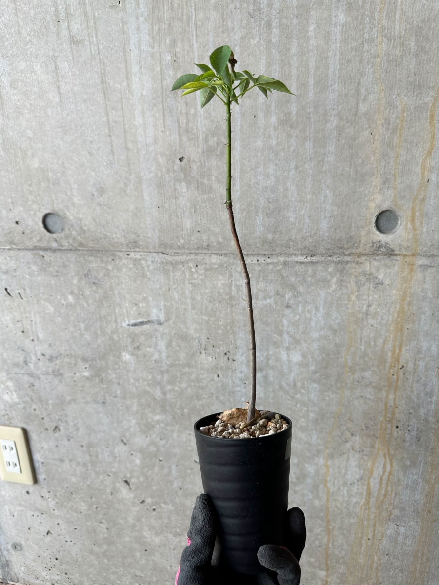 【現品限り】Chorisia insignis【E10】 Chorisia insignis