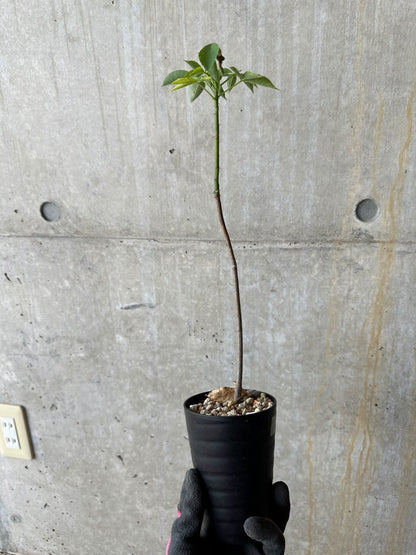 【現品限り】Chorisia insignis【E10】 Chorisia insignis