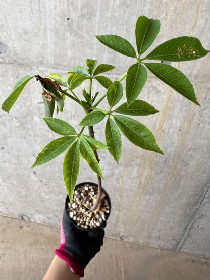 【現品限り】Chorisia insignis【E10】 Chorisia insignis