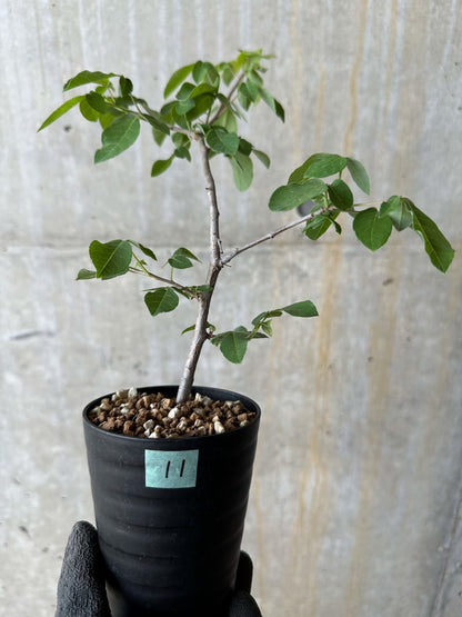 【現品限り】コミフォラ・エデュリス【E11】 Commiphora edulis