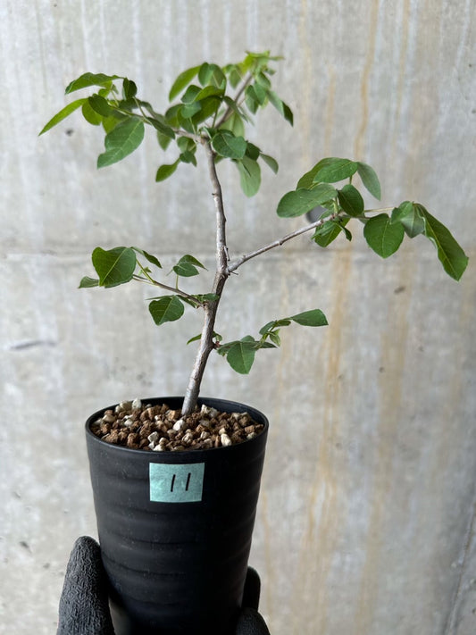 【現品限り】コミフォラ・エデュリス【E11】 Commiphora edulis