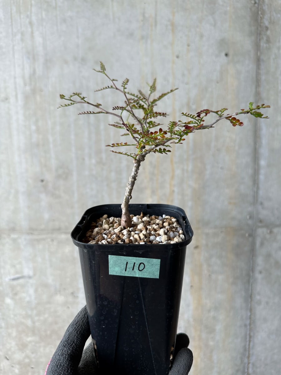 【現品限り】オペルクリカリア・パキプス 実生【E110】 Operculicarya pachypus