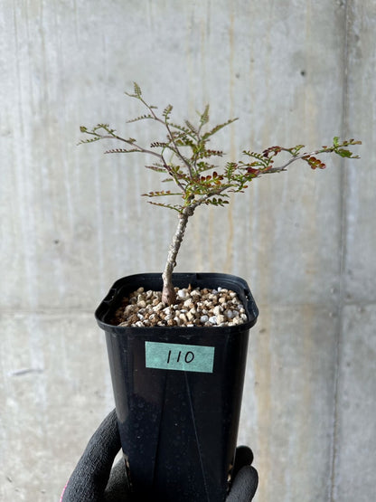 【現品限り】オペルクリカリア・パキプス 実生【E110】 Operculicarya pachypus