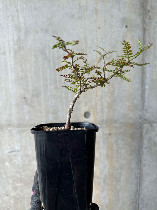 【現品限り】オペルクリカリア・パキプス 実生【E110】 Operculicarya pachypus