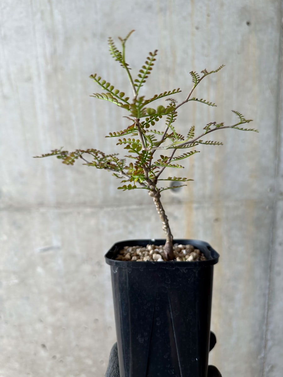 【現品限り】オペルクリカリア・パキプス 実生【E110】 Operculicarya pachypus