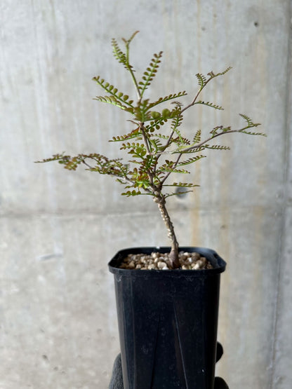 【現品限り】オペルクリカリア・パキプス 実生【E110】 Operculicarya pachypus