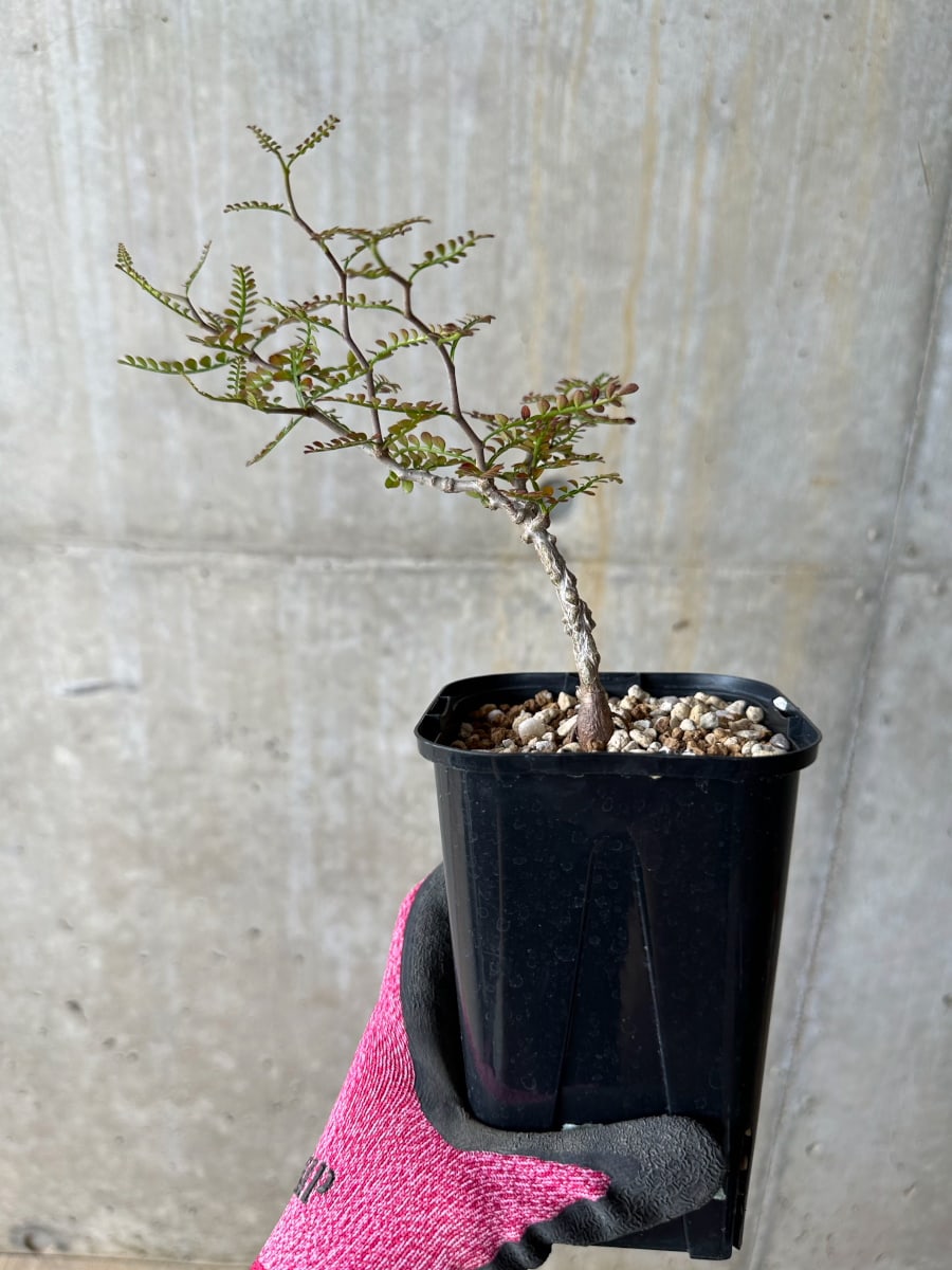 【現品限り】オペルクリカリア・パキプス 実生【E110】 Operculicarya pachypus