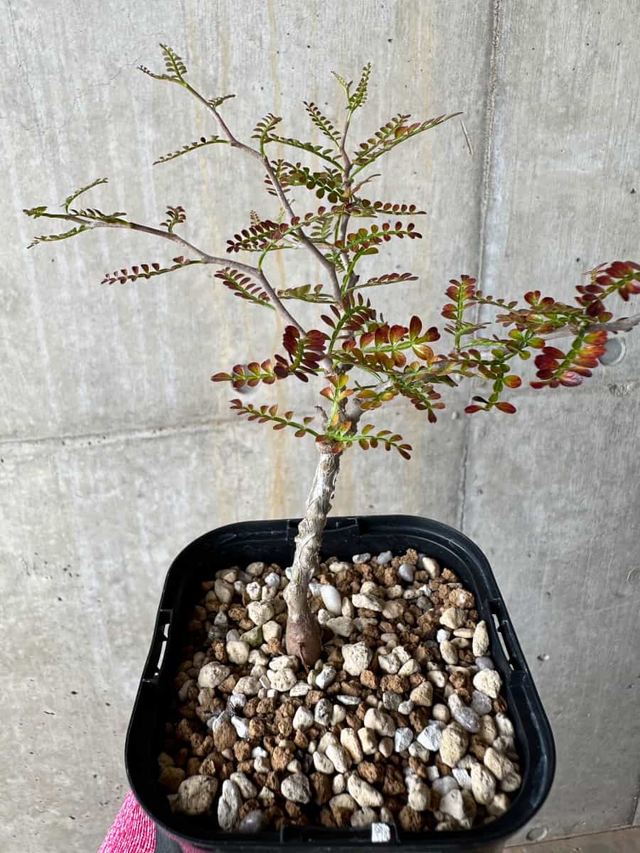 【現品限り】オペルクリカリア・パキプス 実生【E110】 Operculicarya pachypus