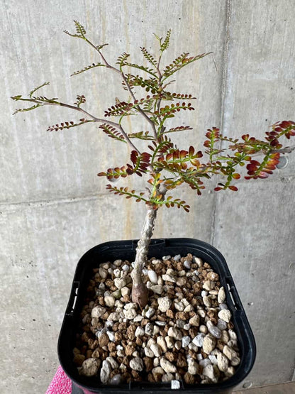 【現品限り】オペルクリカリア・パキプス 実生【E110】 Operculicarya pachypus