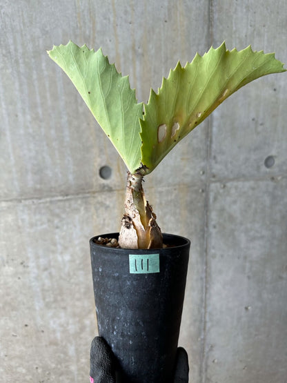【現品限り】キフォステンマ・バイネシー【E111】 Cyphostemma bainesii