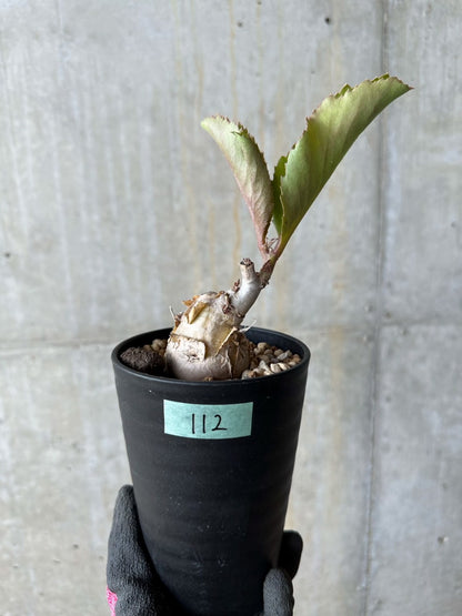 【現品限り】キフォステンマ・バイネシー【E112】 Cyphostemma bainesii