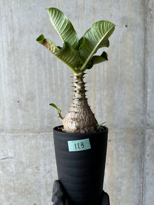 【現品限り】パキポディウム・ウィンゾリー 実生 コレクション品【E113】 Pachypodium windsorii