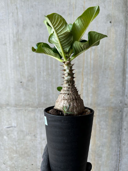 【現品限り】パキポディウム・ウィンゾリー 実生 コレクション品【E113】 Pachypodium windsorii