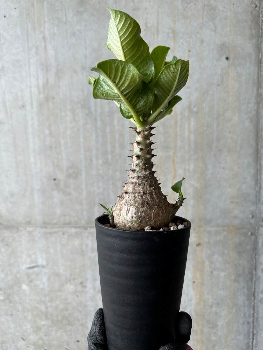 【現品限り】パキポディウム・ウィンゾリー 実生 コレクション品【E113】 Pachypodium windsorii