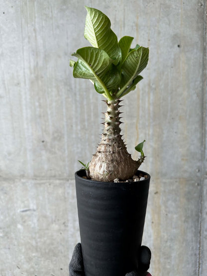 【現品限り】パキポディウム・ウィンゾリー 実生 コレクション品【E113】 Pachypodium windsorii