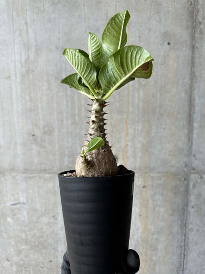 【現品限り】パキポディウム・ウィンゾリー 実生 コレクション品【E113】 Pachypodium windsorii