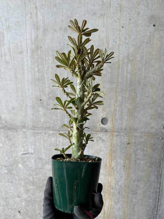 【現品限り】ドルステニア・ギガス 花がよく咲く親から挿し木 活着済み【E117】 Dorstenia gigas