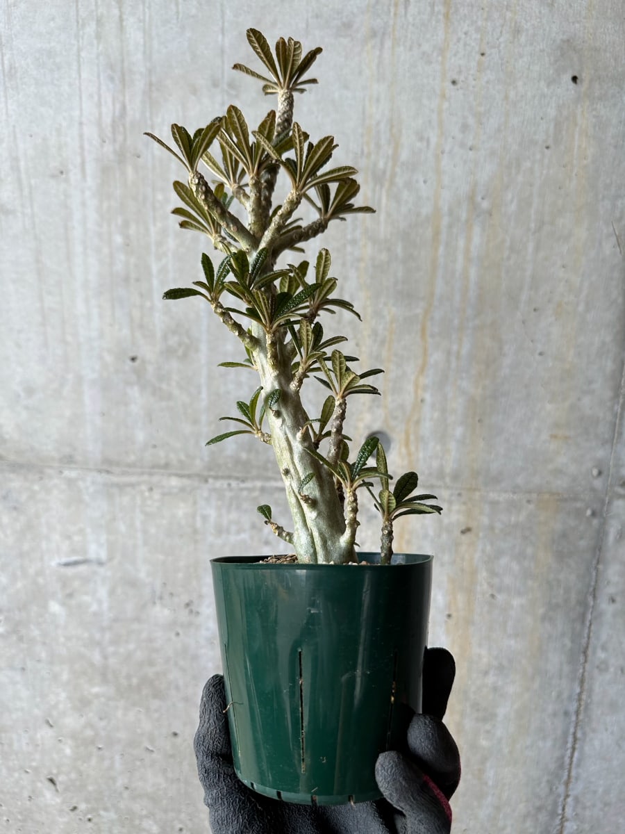 【現品限り】ドルステニア・ギガス 花がよく咲く親から挿し木 活着済み【E117】 Dorstenia gigas