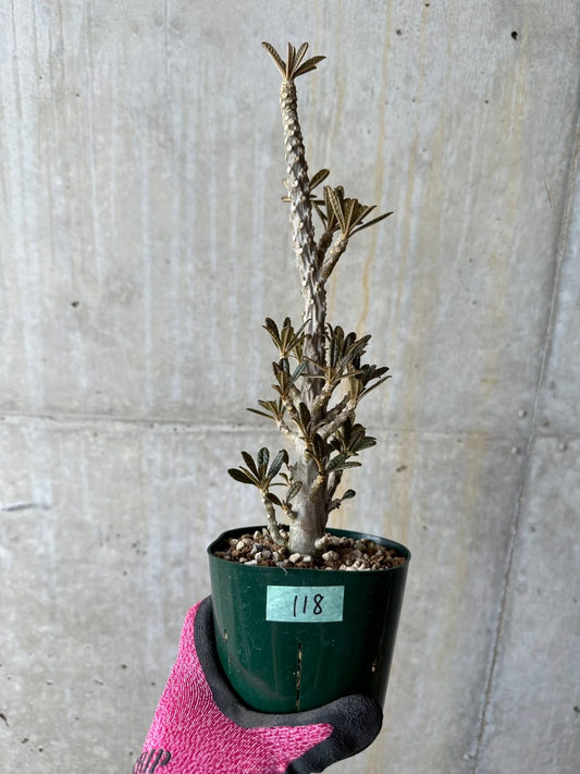 【現品限り】ドルステニア・ギガス 花がよく咲く親から挿し木 活着済み【E118】 Dorstenia gigas