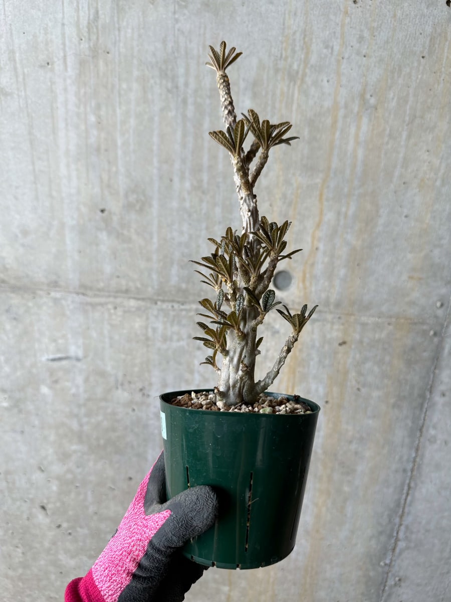 【現品限り】ドルステニア・ギガス 花がよく咲く親から挿し木 活着済み【E118】 Dorstenia gigas