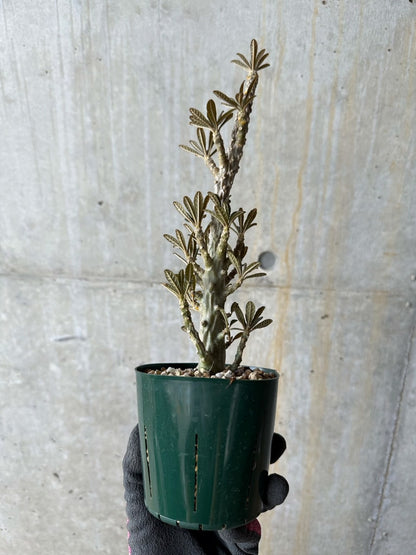 【現品限り】ドルステニア・ギガス 花がよく咲く親から挿し木 活着済み【E118】 Dorstenia gigas