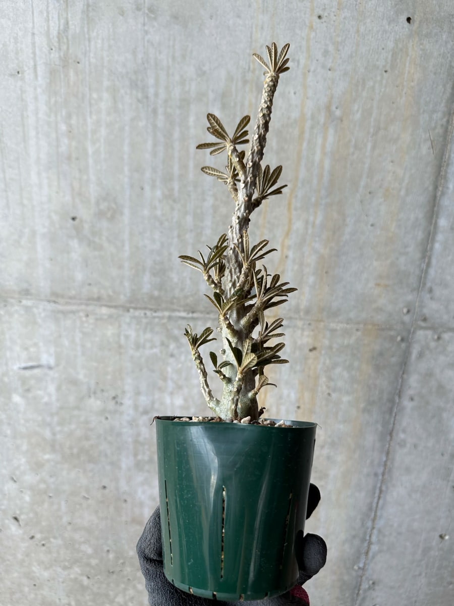 開花中！ドルステニア　ギガス（Dorstenia gigas）挿し木、発根済み 現品限り】ドルステニア・ギガス 花がよく咲く親から挿し木 活着済み