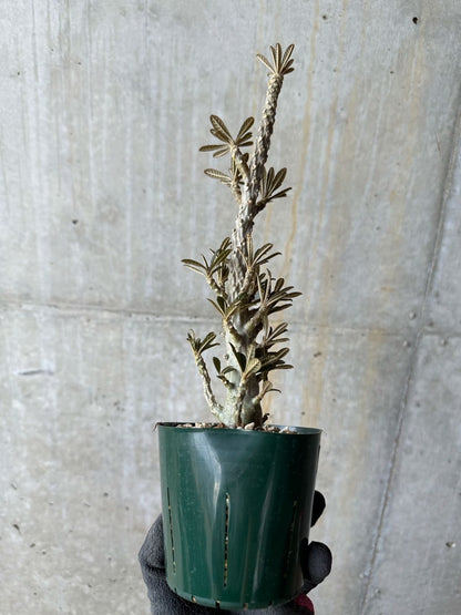 【現品限り】ドルステニア・ギガス 花がよく咲く親から挿し木 活着済み【E118】 Dorstenia gigas