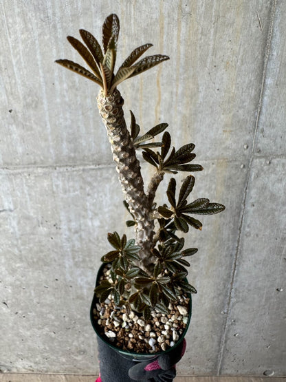 【現品限り】ドルステニア・ギガス 花がよく咲く親から挿し木 活着済み【E118】 Dorstenia gigas