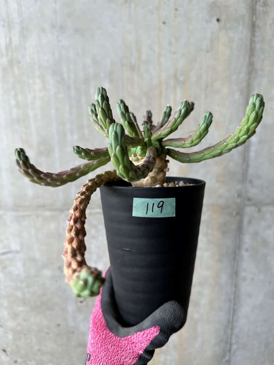 【現品限り】ユーフォルビア・カプトメデューサ 天荒竜【E119】 Euphorbia caput-medusae