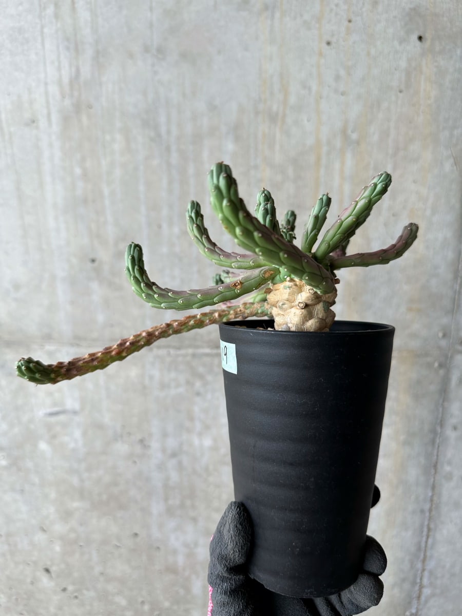 【現品限り】ユーフォルビア・カプトメデューサ 天荒竜【E119】 Euphorbia caput-medusae