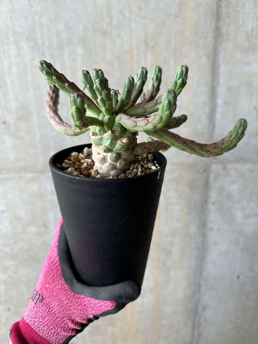 【現品限り】ユーフォルビア・カプトメデューサ 天荒竜【E119】 Euphorbia caput-medusae