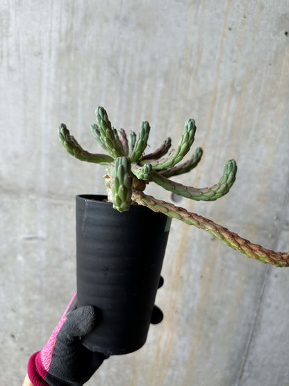 【現品限り】ユーフォルビア・カプトメデューサ 天荒竜【E119】 Euphorbia caput-medusae