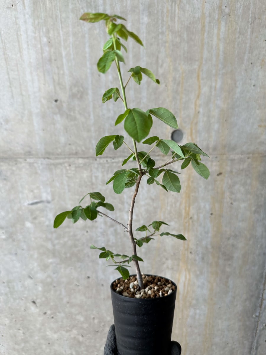 【現品限り】コミフォラ・エデュリス【E11】 Commiphora edulis
