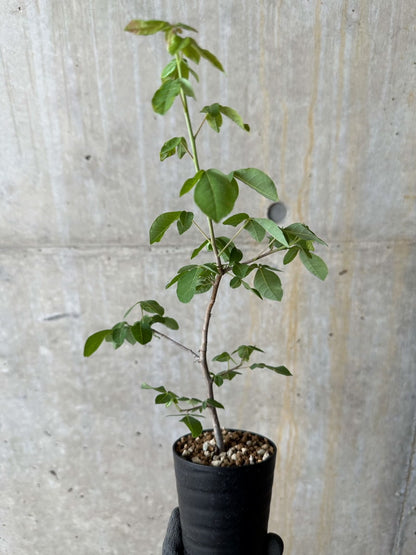 【現品限り】コミフォラ・エデュリス【E11】 Commiphora edulis