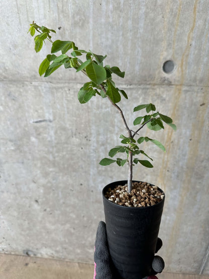 【現品限り】コミフォラ・エデュリス【E11】 Commiphora edulis