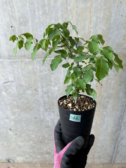 【現品限り】コミフォラ・エデュリス【E12】 Commiphora edulis