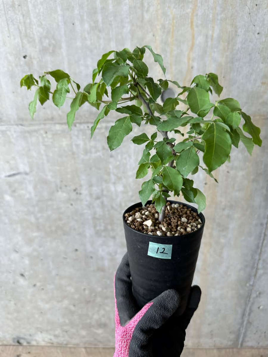 【現品限り】コミフォラ・エデュリス【E12】 Commiphora edulis