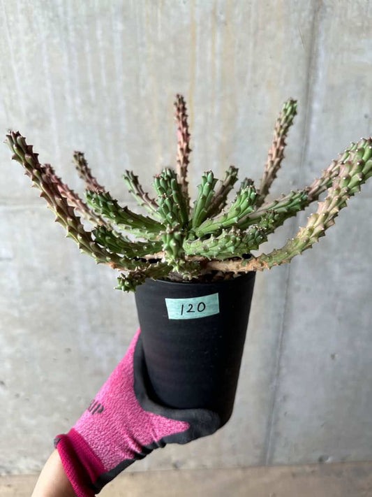 【現品限り】ユーフォルビア・カプトメデューサ 天荒竜【E120】 Euphorbia caput-medusae