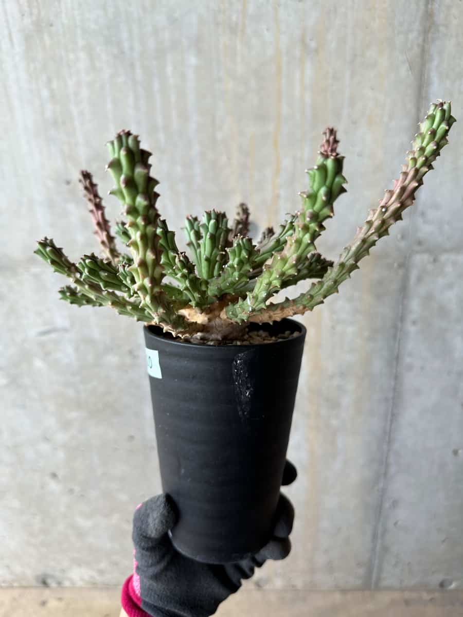 【現品限り】ユーフォルビア・カプトメデューサ 天荒竜【E120】 Euphorbia caput-medusae