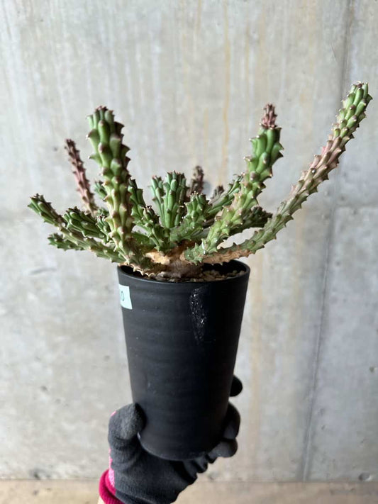【現品限り】ユーフォルビア・カプトメデューサ 天荒竜【E120】 Euphorbia caput-medusae