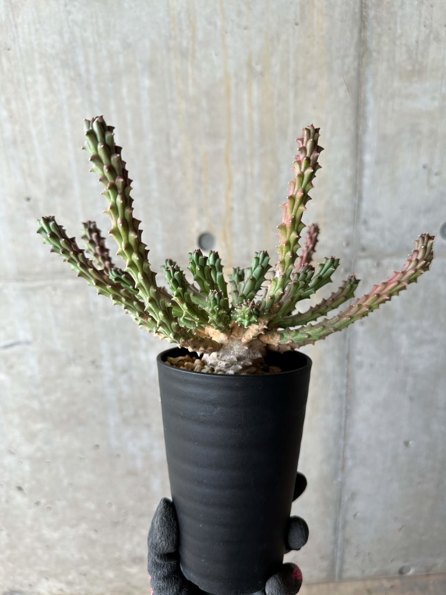 【現品限り】ユーフォルビア・カプトメデューサ 天荒竜【E120】 Euphorbia caput-medusae